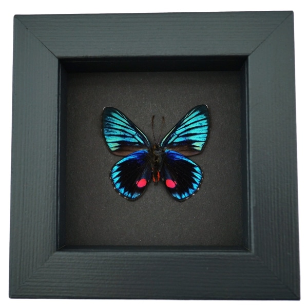 Necyria Duellona verso Metallic Blue Butterfly Framed Taxidermy Moonlight Display