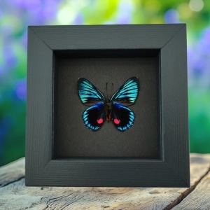 Necyria Duellona verso Metallic Blue Butterfly Framed Taxidermy Moonlight Display