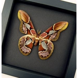 Rothschildia erycina male Silk Moth Real Framed Taxidermy Moonlight Display