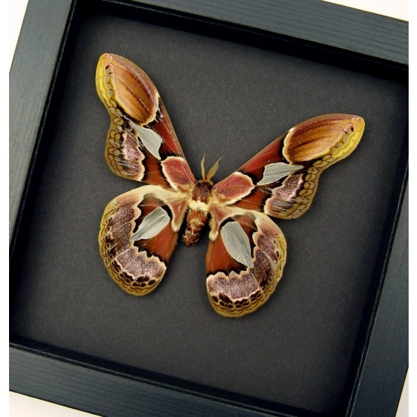 Rothschildia erycina male Silk Moth Real Framed Taxidermy Moonlight Display