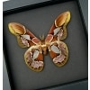 Rothschildia erycina male Silk Moth Real Framed Taxidermy Moonlight Display