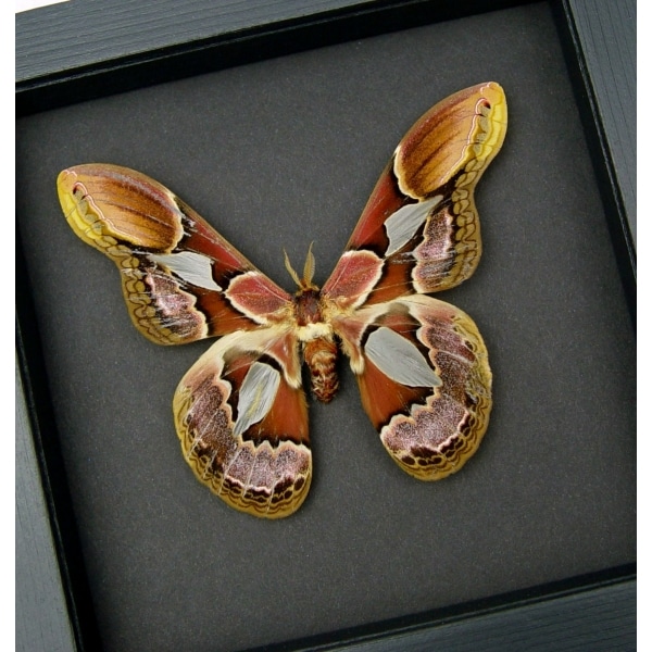 Rothschildia erycina male Silk Moth Real Framed Taxidermy Moonlight Display
