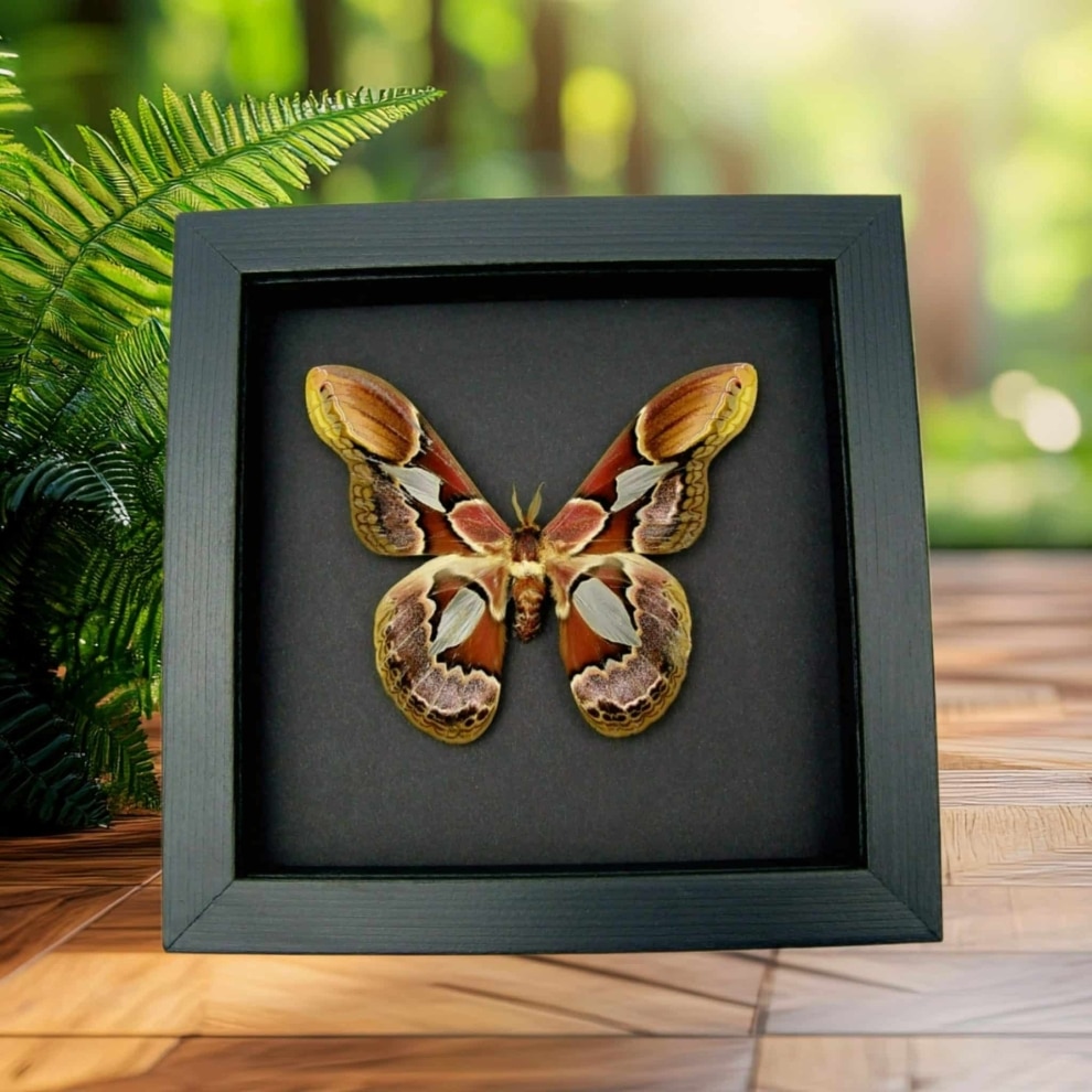 Rothschildia erycina male Silk Moth Real Framed Taxidermy Moonlight Display Rothschildia erycina male Silk Moth Real Framed Taxidermy Moonlight Display