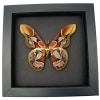 Rothschildia erycina male Silk Moth Real Framed Taxidermy Moonlight Display