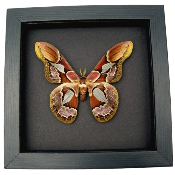 Rothschildia erycina male Silk Moth Real Framed Taxidermy Moonlight Display