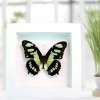 Malachite Butterfly Framed Taxidermy Victorina stelenes Vibrant White Display