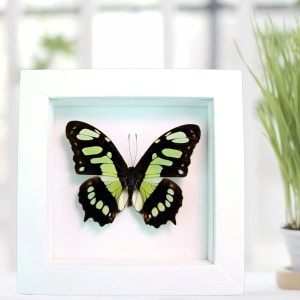 Malachite Butterfly Framed Taxidermy Victorina stelenes Vibrant White Display