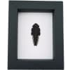 Trilobite Beetle Duliticola hoiseni Framed Taxidermy Classic Black Display
