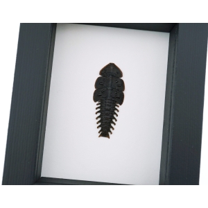 Trilobite Beetle Duliticola hoiseni Framed Taxidermy Classic Black Display
