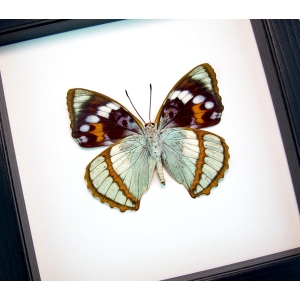 Apatura Mimathyma schrenckii Framed Aqua Blue Butterfly Classic Black Display