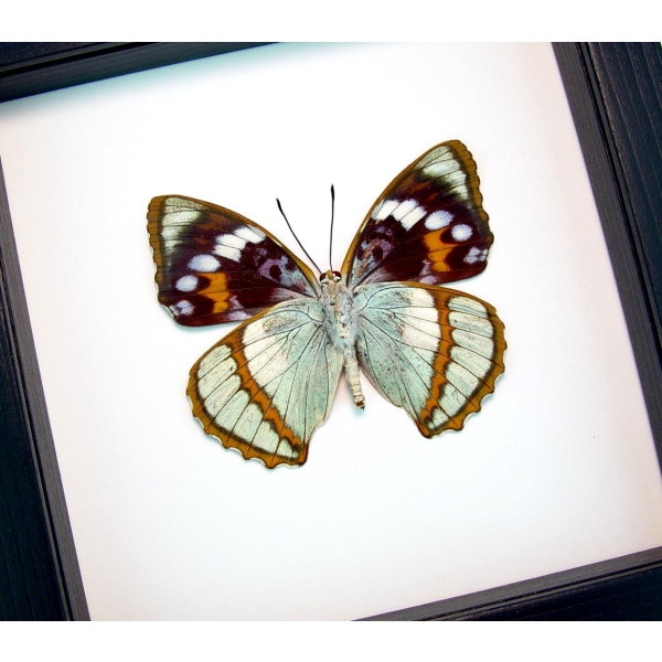 Apatura Mimathyma schrenckii Framed Aqua Blue Butterfly Classic Black Display