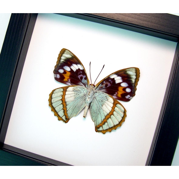 Apatura Mimathyma schrenckii Framed Aqua Blue Butterfly Classic Black Display
