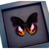 Hypolimnas pandarus Purple Orange Framed Butterfly Moonlight Display
