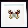 Apatura Mimathyma schrenckii Framed Aqua Blue Butterfly Vibrant White Display