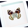 Apatura Mimathyma schrenckii Framed Aqua Blue Butterfly Vibrant White Display