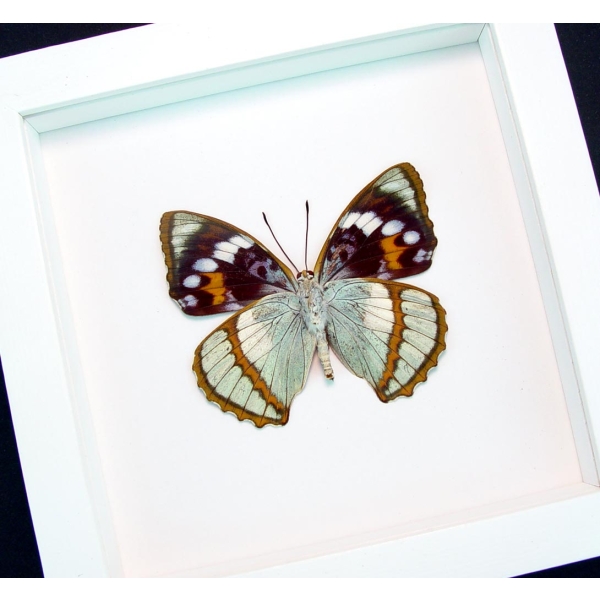 Apatura Mimathyma schrenckii Framed Aqua Blue Butterfly Vibrant White Display