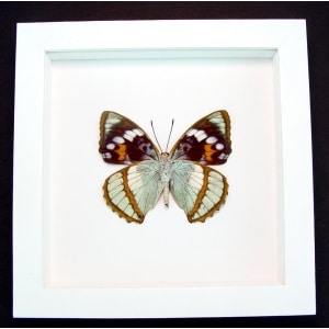 Apatura Mimathyma schrenckii Framed Aqua Blue Butterfly Vibrant White Display