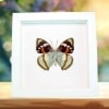 Framed Aqua Blue Butterfly Apatura Mimathyma schrenckii Vibrant White Display