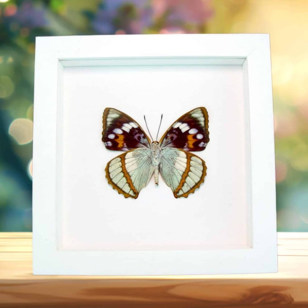 Framed Aqua Blue Butterfly Apatura Mimathyma schrenckii Vibrant White Display Framed Aqua Blue Butterfly Apatura Mimathyma schrenckii Vibrant White Display