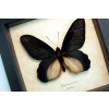 Atrophaneura Dixoni Giant Black Framed Butterfly Taxidermy Display