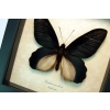 Atrophaneura Dixoni Giant Black Framed Butterfly Taxidermy Display
