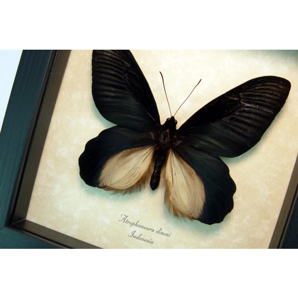 Atrophaneura Dixoni Giant Black Framed Butterfly Taxidermy Display