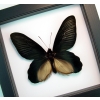 Atrophaneura Dixoni Giant Black Framed Butterfly Vibrant White Display