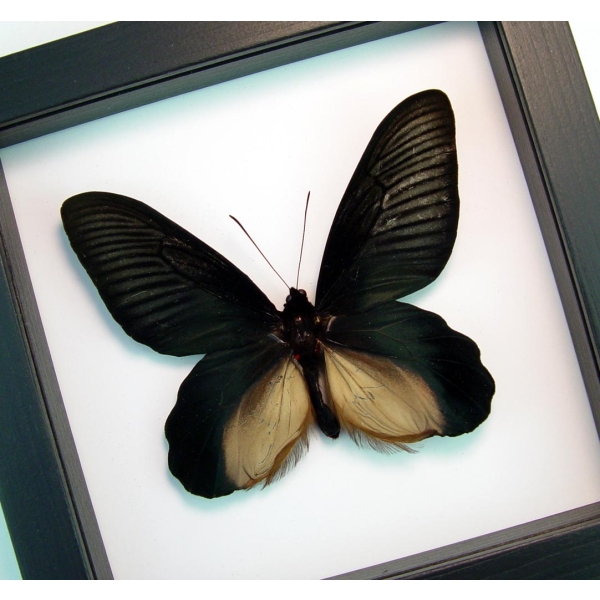 Atrophaneura Dixoni Giant Black Framed Butterfly Vibrant White Display