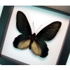 Atrophaneura Dixoni Giant Black Framed Butterfly Vibrant White Display