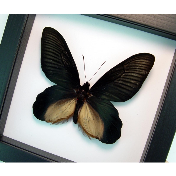 Atrophaneura Dixoni Giant Black Framed Butterfly Vibrant White Display