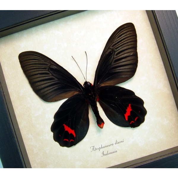 Atrophaneura Dixoni Verso Black Red Framed Butterfly Taxidermy Display