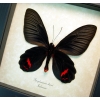 Atrophaneura Dixoni Verso Black Red Framed Butterfly Taxidermy Display