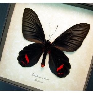 Atrophaneura Dixoni Verso Black Red Framed Butterfly Taxidermy Display