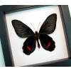 Atrophaneura Dixoni Verso Black Red Framed Butterfly Classic Black Display