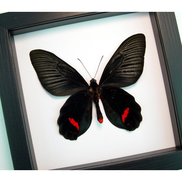 Atrophaneura Dixoni Verso Black Red Framed Butterfly Classic Black Display