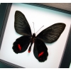 Atrophaneura Dixoni Verso Black Red Framed Butterfly Classic Black Display
