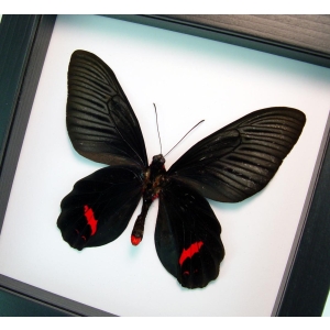 Atrophaneura Dixoni Verso Black Red Framed Butterfly Classic Black Display
