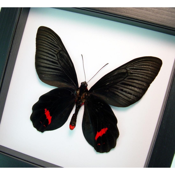 Atrophaneura Dixoni Verso Black Red Framed Butterfly Classic Black Display