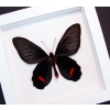 Atrophaneura Dixoni Verso Black Red Framed Butterfly Vibrant White Display
