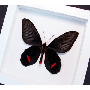 Atrophaneura Dixoni Verso Black Red Framed Butterfly Vibrant White Display