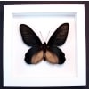 Atrophaneura Dixoni Giant Black Framed Butterfly Vibrant White Display
