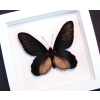 Atrophaneura Dixoni Giant Black Framed Butterfly Vibrant White Display