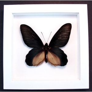 Atrophaneura Dixoni Giant Black Framed Butterfly Vibrant White Display