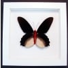 Atrophaneura semperi albofasciata Black Framed Butterfly Vibrant White Display