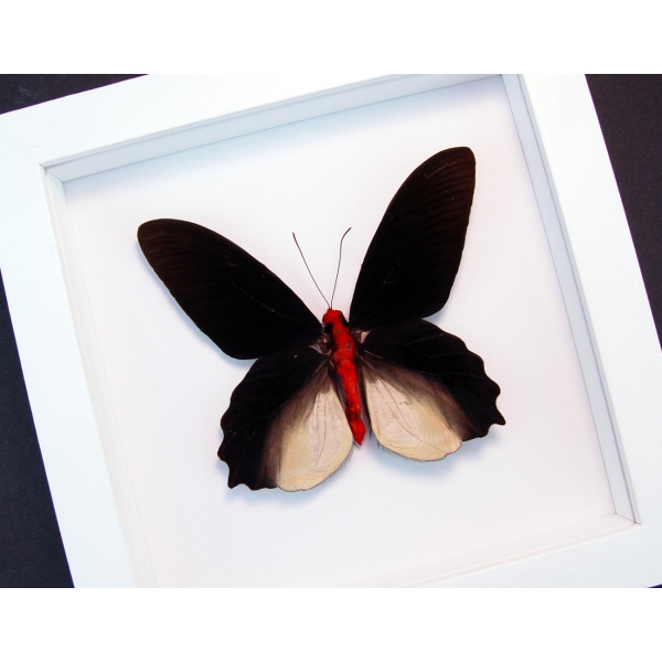 Atrophaneura semperi albofasciata Black Framed Butterfly Vibrant White Display