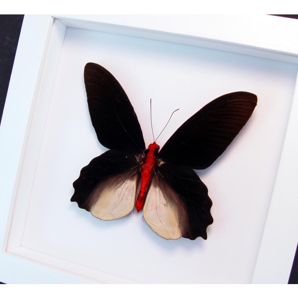Atrophaneura semperi albofasciata Black Framed Butterfly Vibrant White Display
