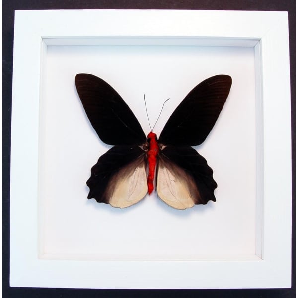 Atrophaneura semperi albofasciata Black Framed Butterfly Vibrant White Display