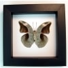 Framed Butterfly Bebearia nivaria verso Framed Green Leaf Mimic Classic Black Display