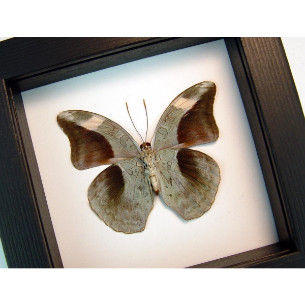Framed Butterfly Bebearia nivaria verso Framed Green Leaf Mimic Classic Black Display