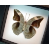Framed Butterfly Bebearia nivaria verso Framed Green Leaf Mimic Classic Black Display